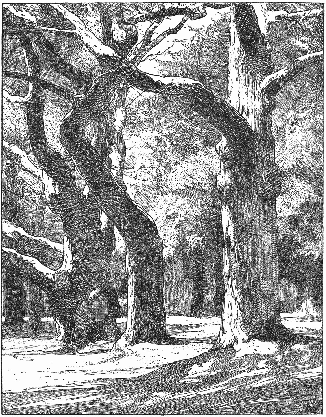 Oude eiken in de Schapenduinen.