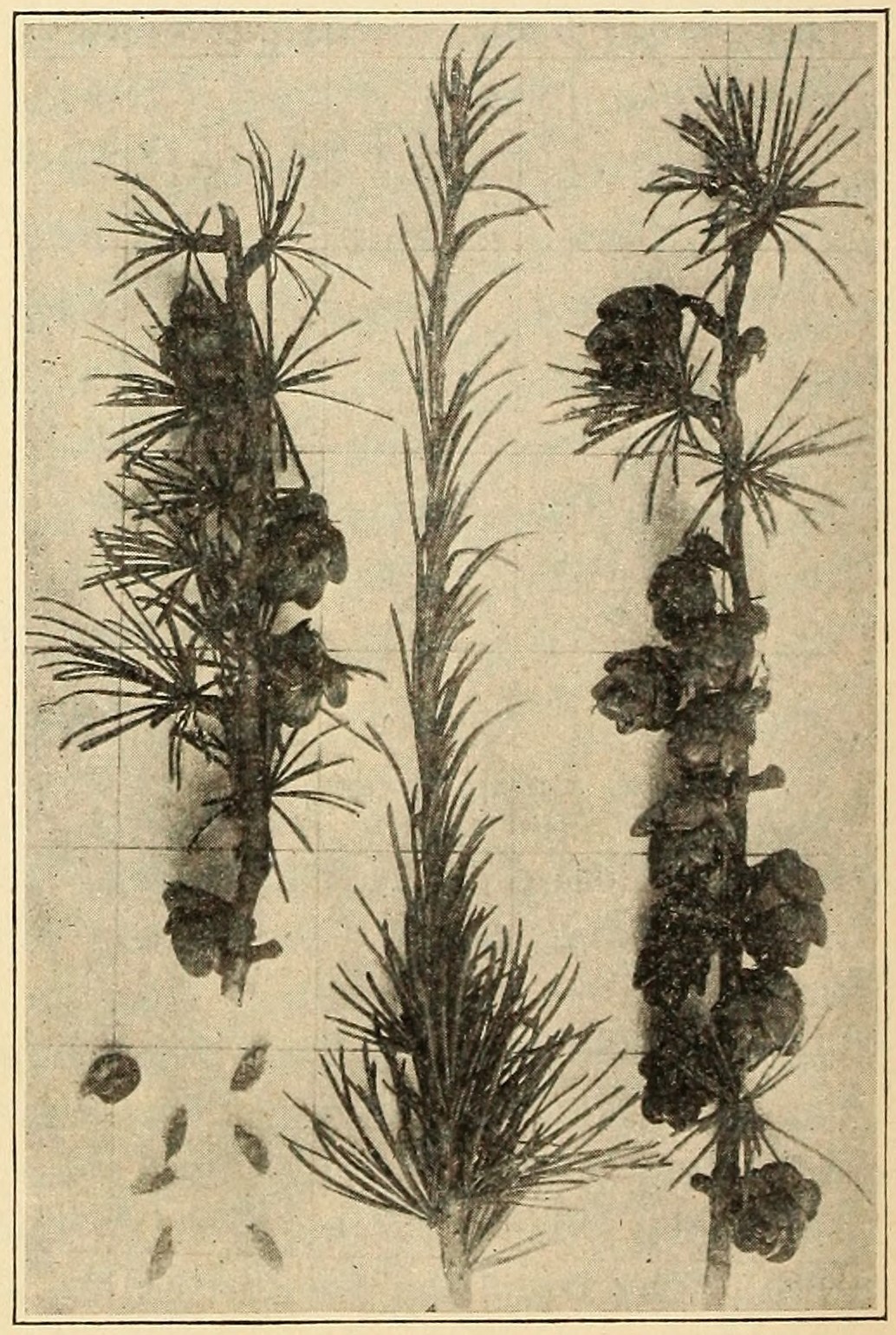 Tamarack (Larix laricina), leaves and cones.
