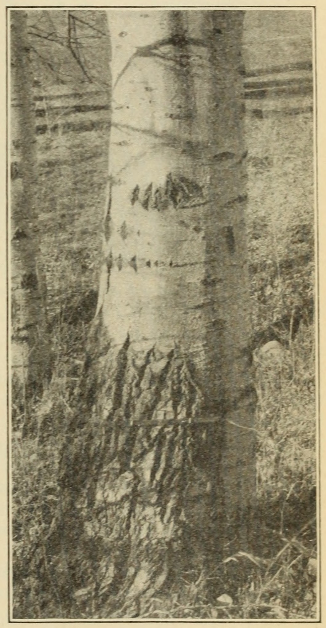 Aspen (Populus tremuloides),                     trunk.