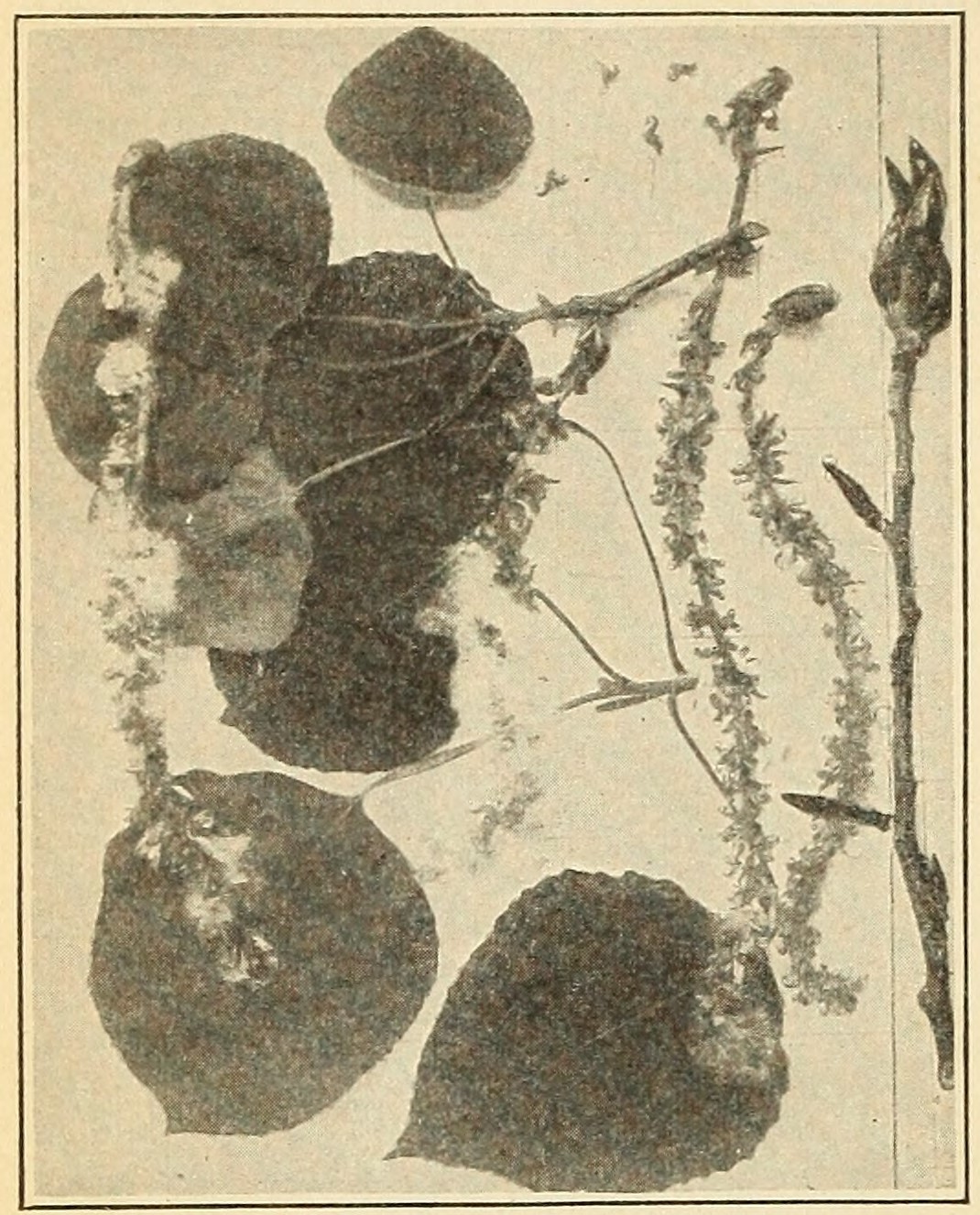 Aspen (Populus tremuloides), leaves                         and capsules.