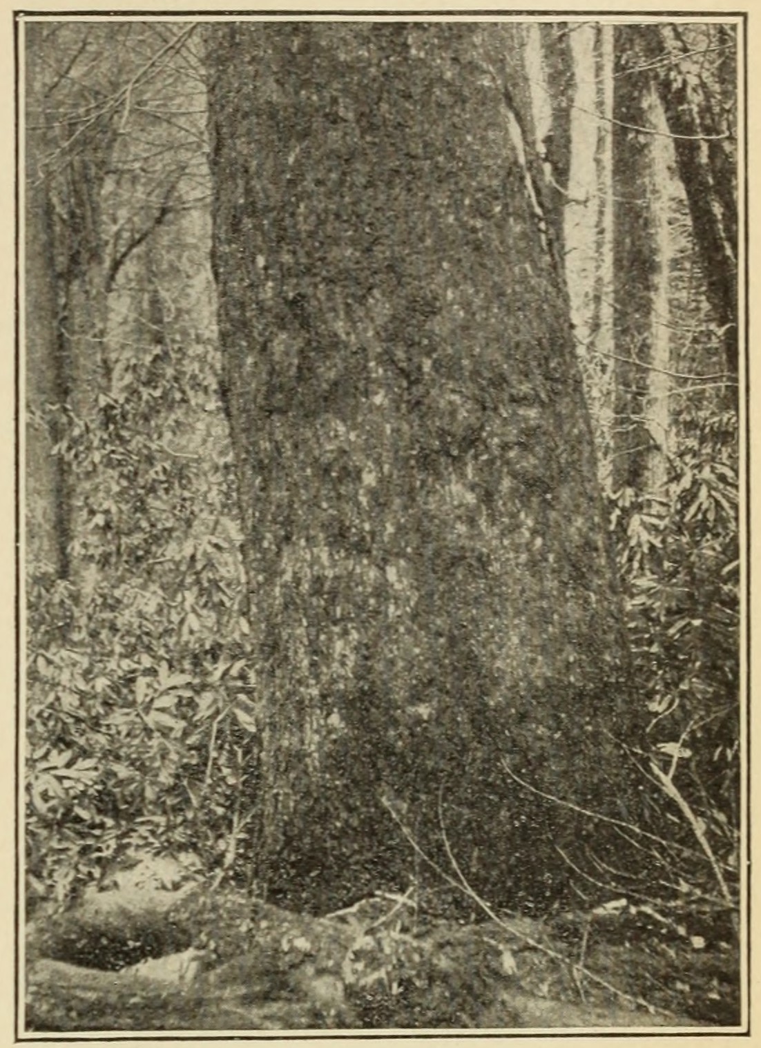 Sweet birch (Betula lenta), trunk.