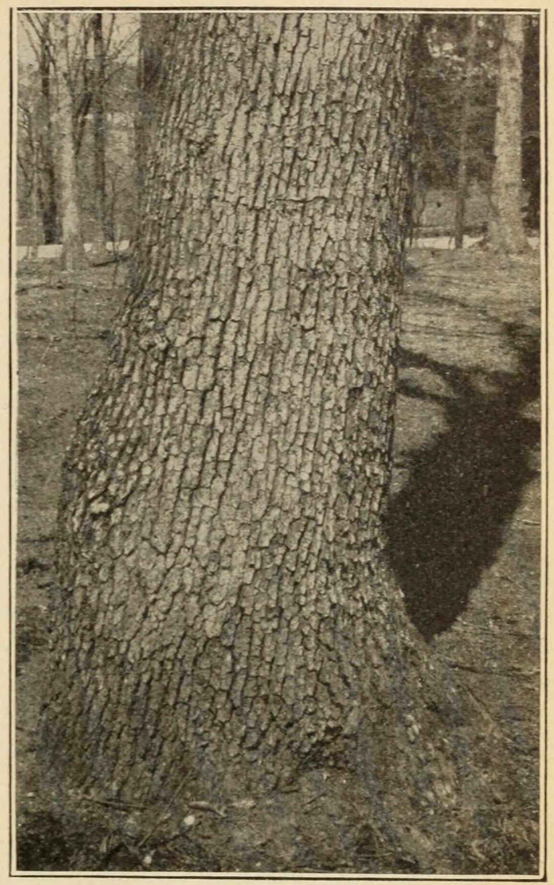White oak (Quercus alba), trunk.