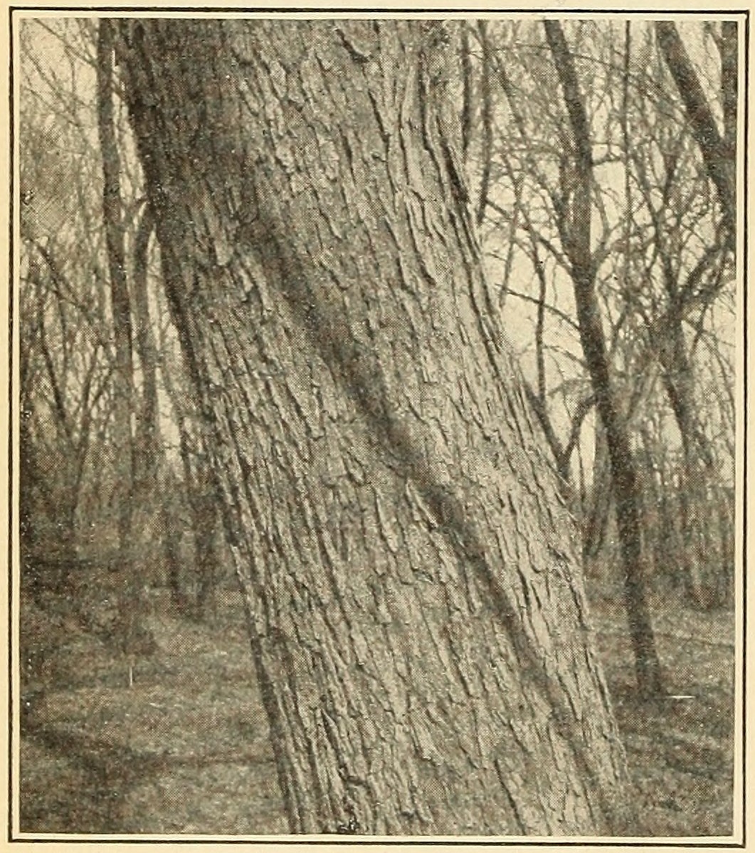 Slippery elm (Ulmus pubescens),                         trunk.