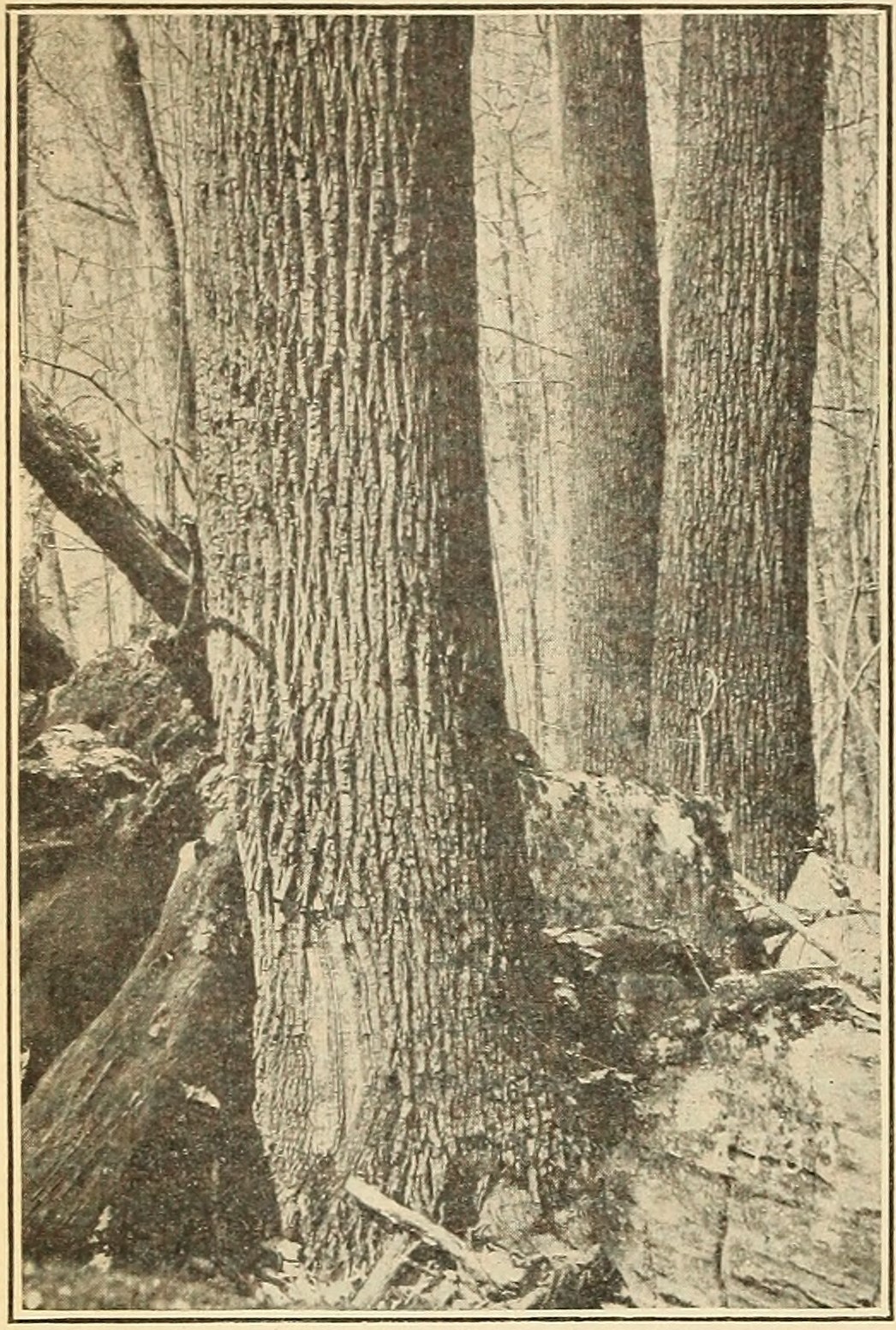 Tulip-poplar (Liriodendron tulipifera),                     trunk.