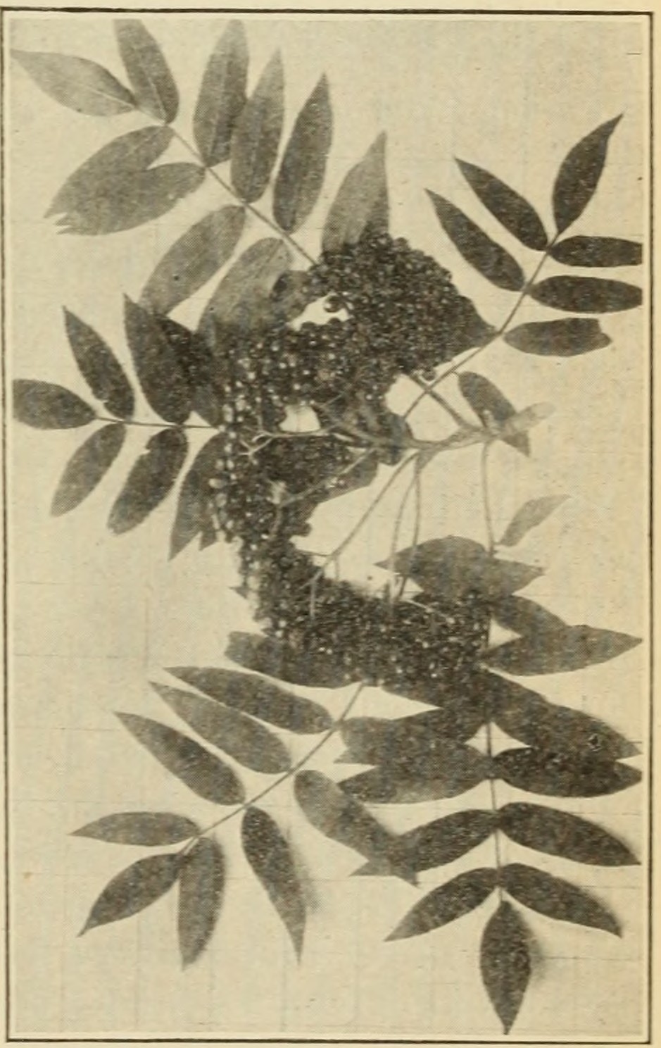 American mountain-ash (Sorbus                     americana), leaves and fruits.
