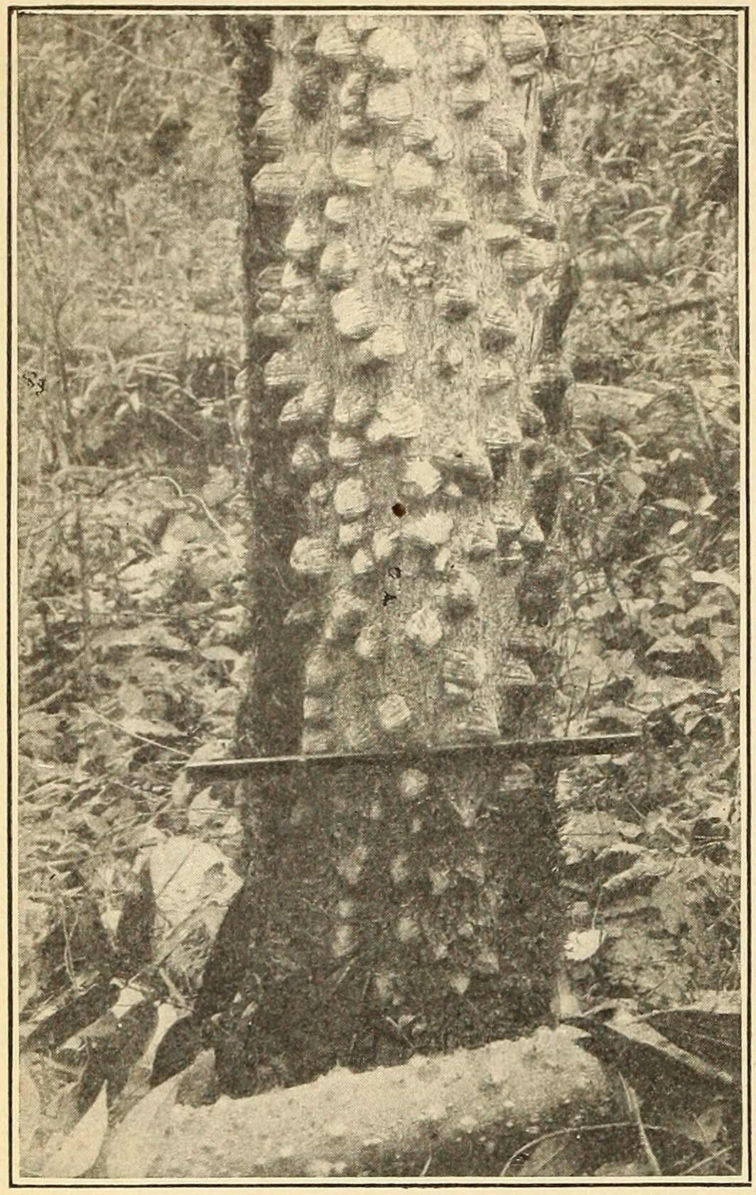 Southern prickly ash (Xanthoxylum clava-herculis), trunk.
