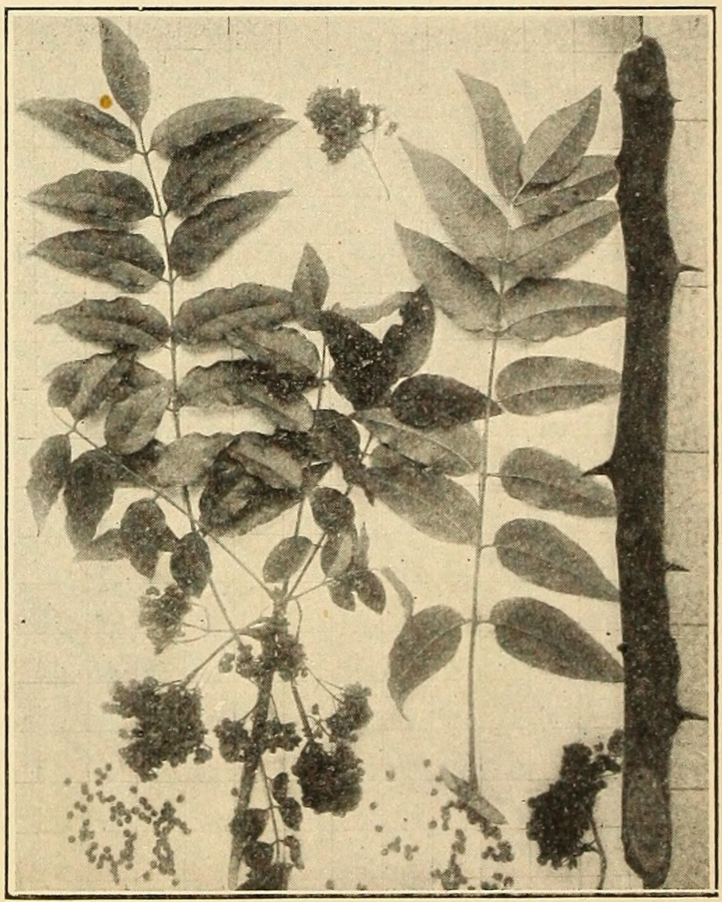 Southern prickly ash (Xanthoxylum clava-herculis), leaves, fruits, and branchlet                         showing prickles.