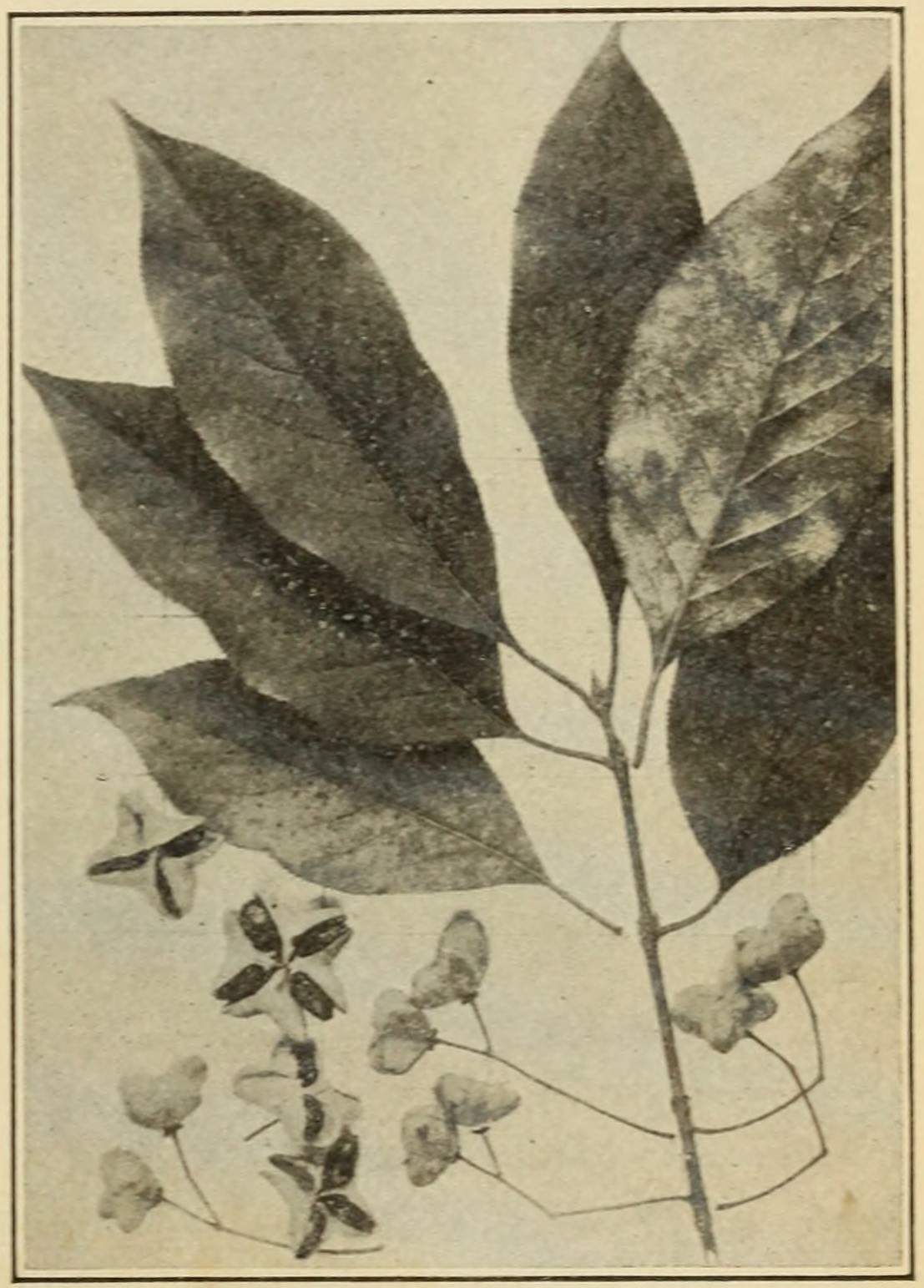 Wahoo (Euonymus atropurpureus),                     leaves and fruits.