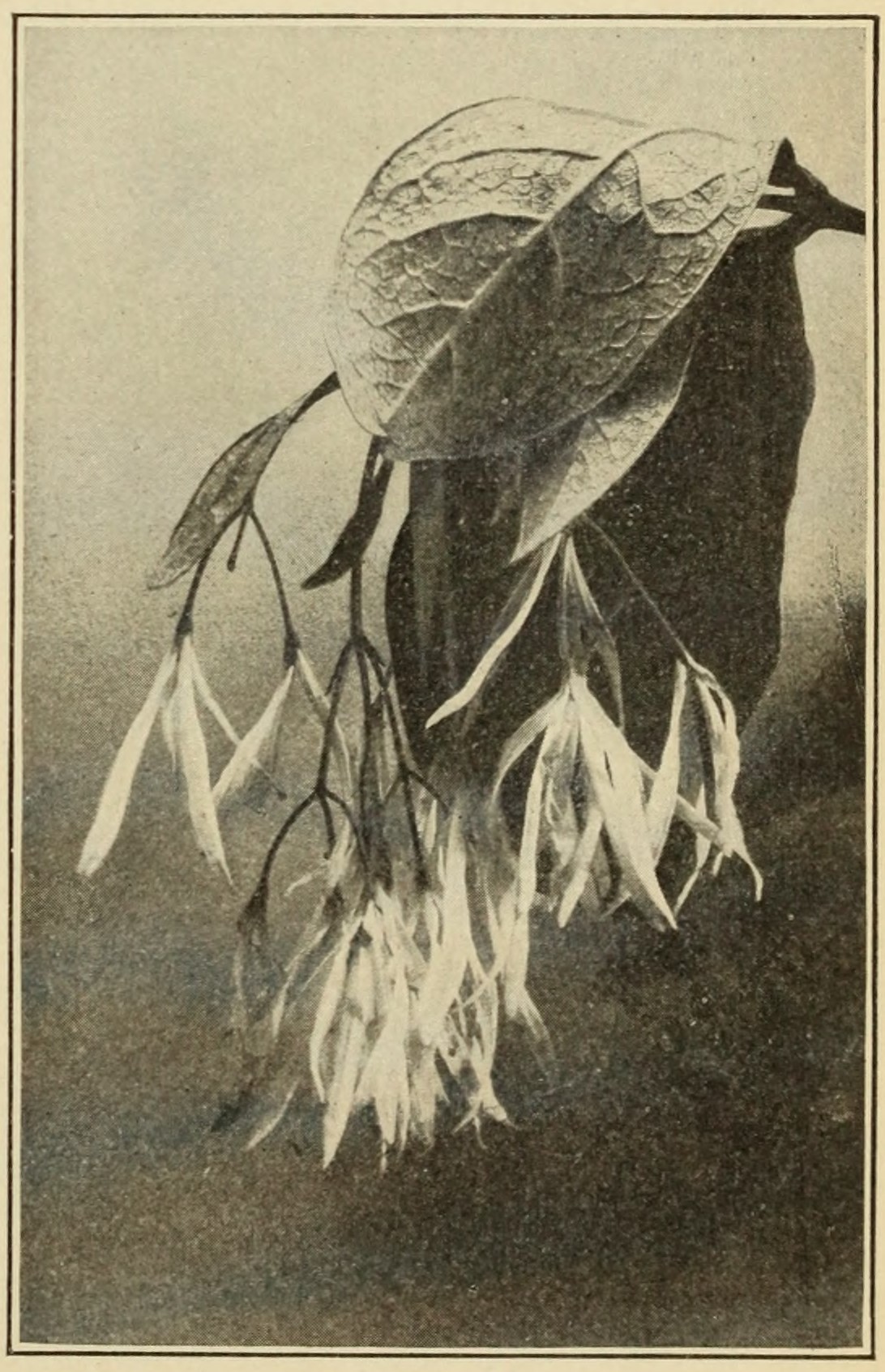 Fringe-tree (Chionanthus virginica),                     leaves and flowers.