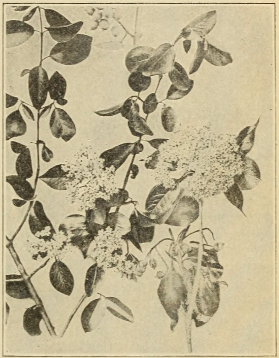 Black haw and nanny-berry (Viburnum prunifolium and V. lentago), leaves and flowers.