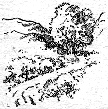 road through a brush swale