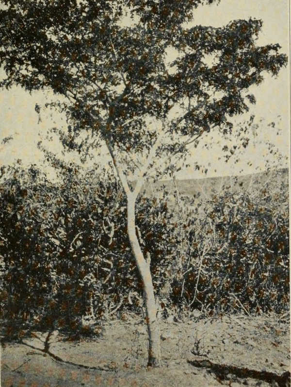 YOUNG TREE