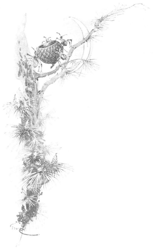 The ants carry the acorn cup