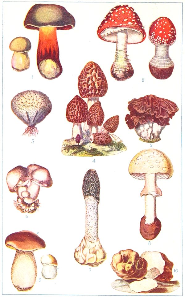 Drawings of various mushrooms