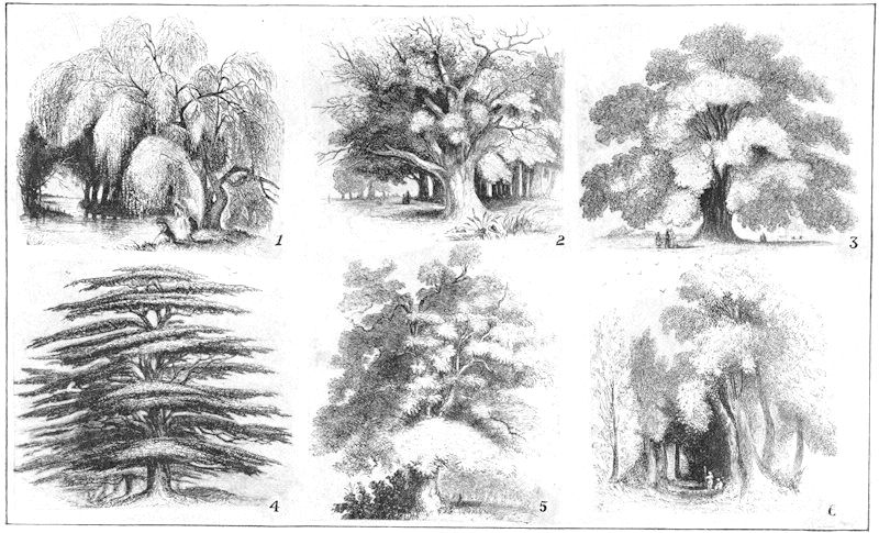 Drawings of several tree types