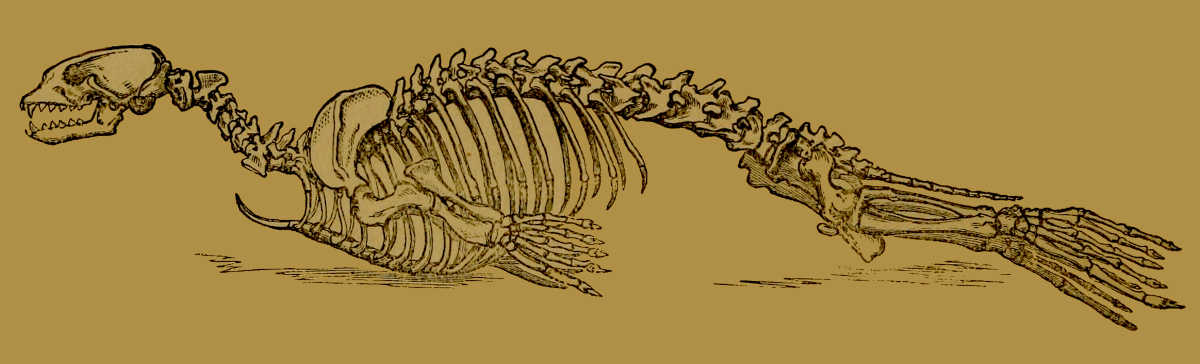 Skeleton of Seal.