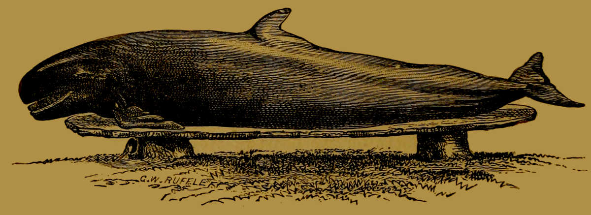 Pseudorca crassidens