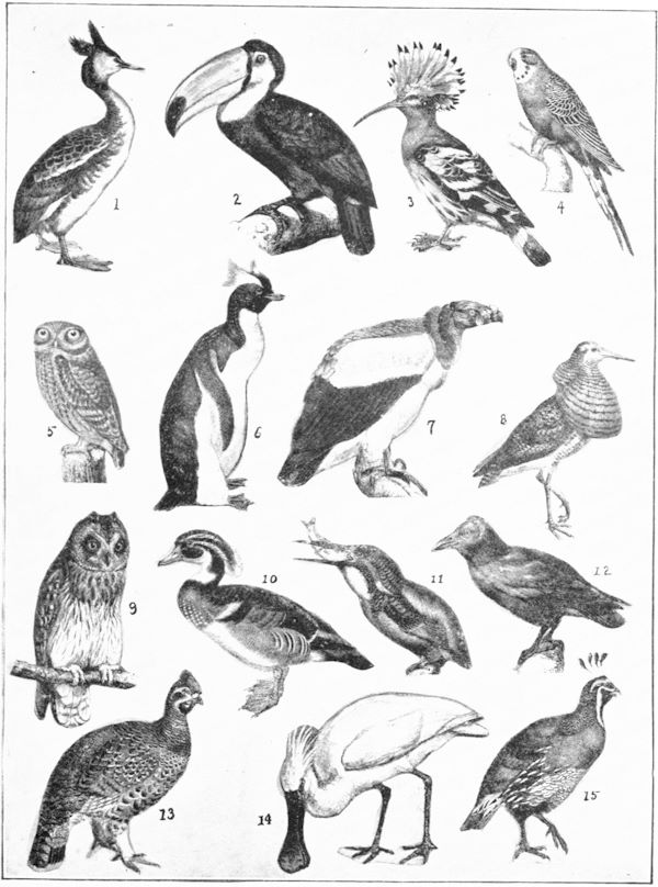 Drawings of various birds