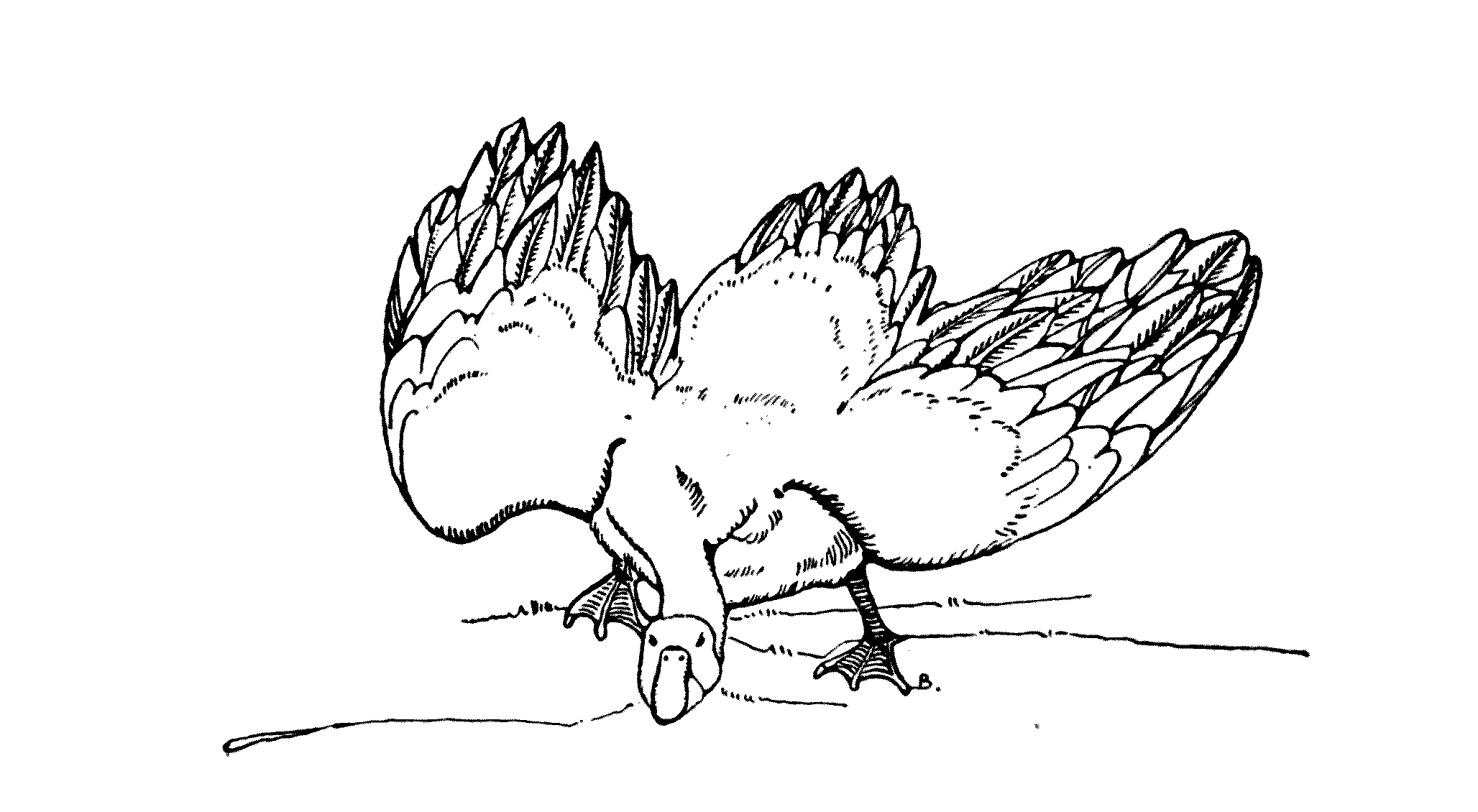 goose, head bent to the ground and wings wide