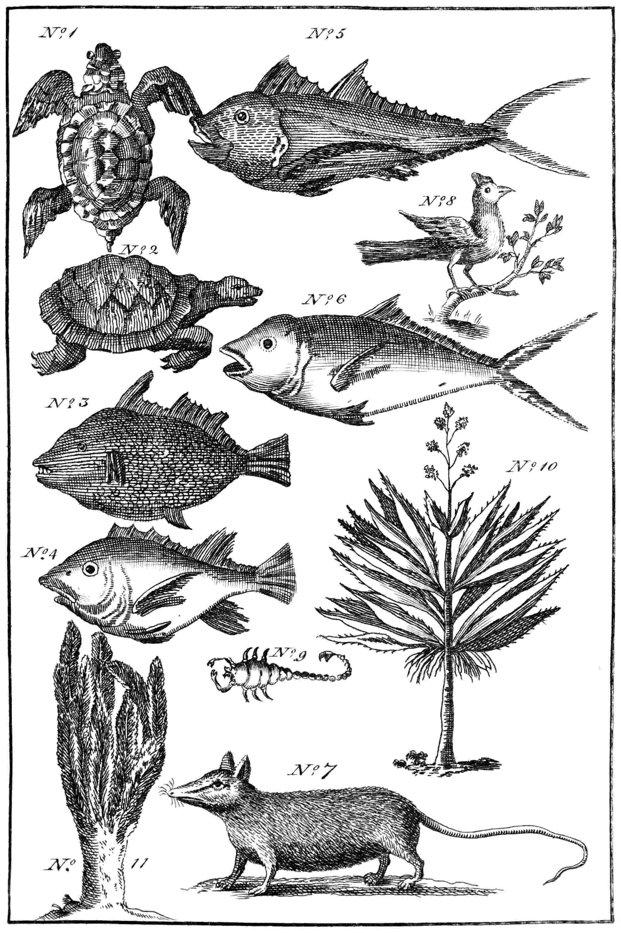 Miscellaneous Plate of fish, trees, &c.