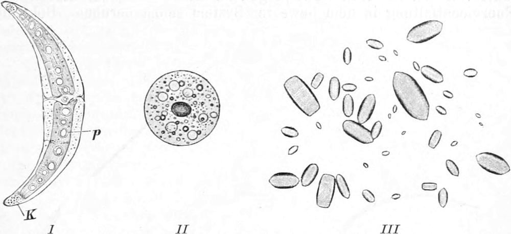 Beispiele der Brownschen   Molekularbewegung