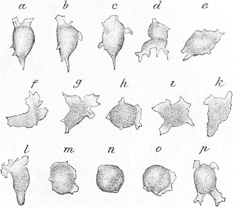 Bewegung von Leukocyten