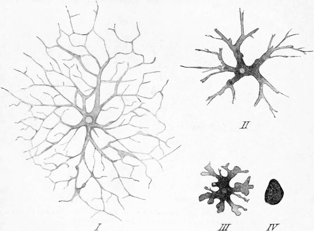 Pigmentzellen in verschiedenen   Stadien der Kontraktion