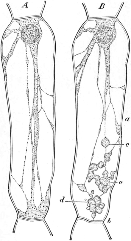 Protoplasmaströmung in Zellen von   Staubfädenhaaren
