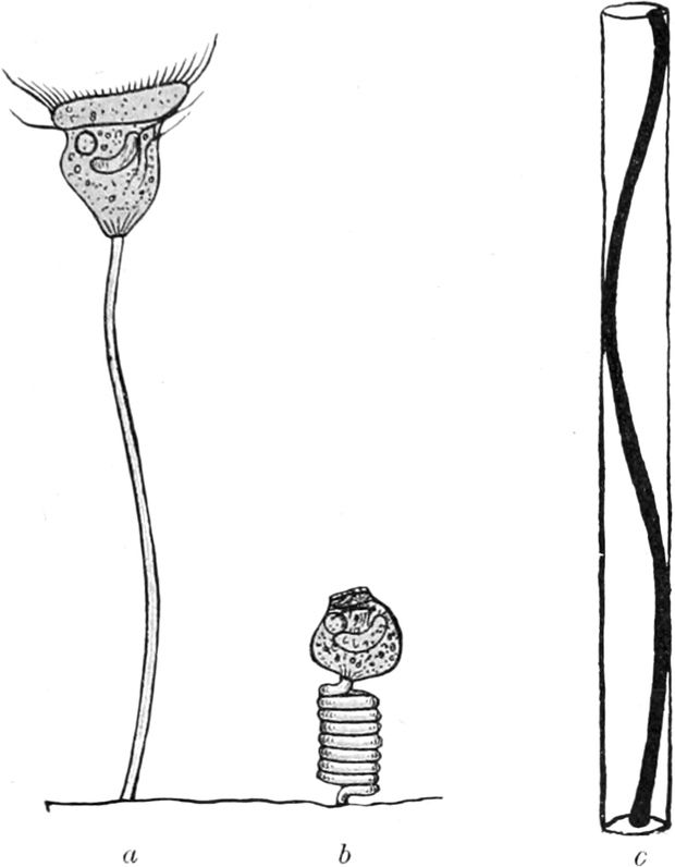 Muskelkontraktion beim   Glockentierchen