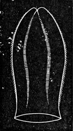 Schwimmplättchen einer   Rippenqualle