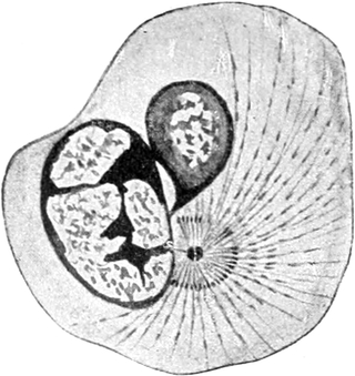 Leukozyt eines Salamanders