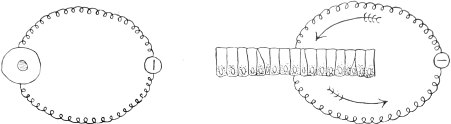 Elektrochemische Prozesse an einer lebenden Zelle