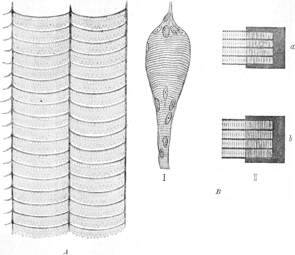 Stromerzeugung an einem Zitteraal