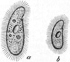 Schrumpfendes Wimperntierchen