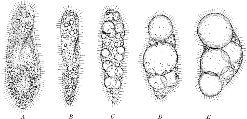 Pantoffeltierchen im Hungerzustand