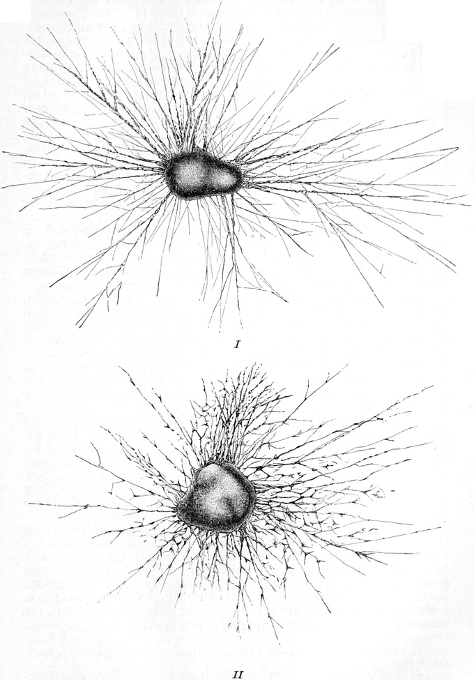 Rhizoplasma mit und ohne   Sauerstoff