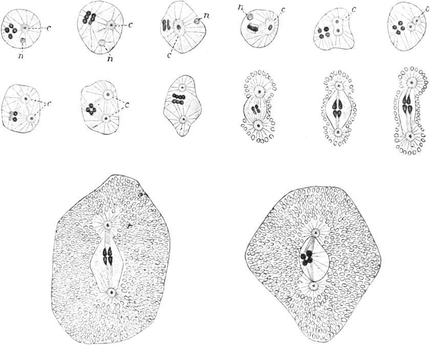 Samenzellenkerne; Austritt des   Zentrosoms