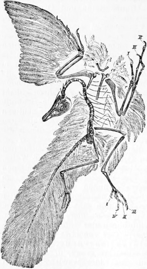 Abbildung eines Archaeopteryx