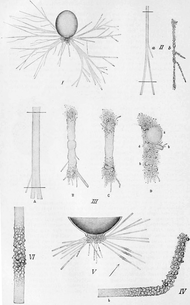 Körniger Zerfall bei Gromia