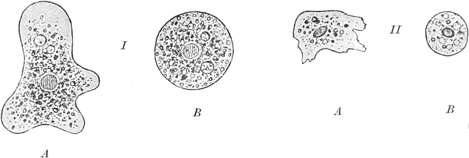 Nekrobiose bei Amöben und   Leukocyten