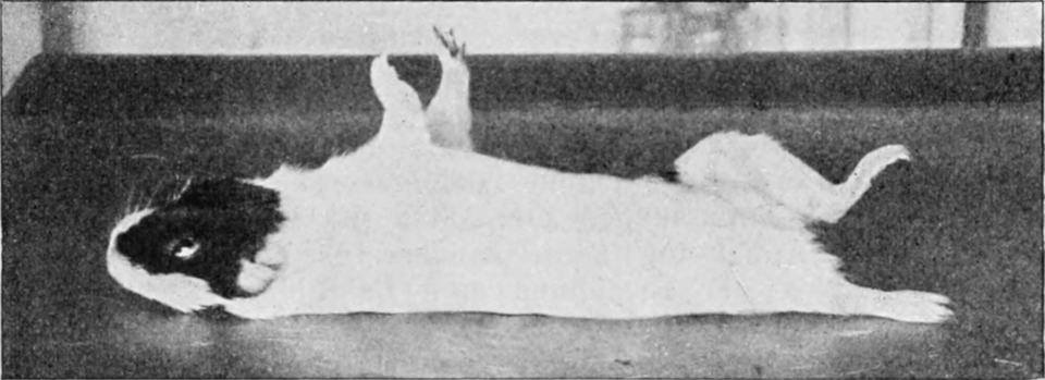 Bewegungsloses Meerschweinchen