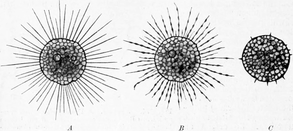 Chemische Reizung von   Actinosphaerium