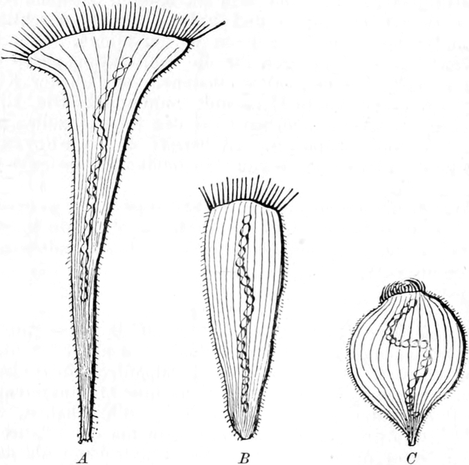 Kontraktionsbewegungen des   Trompetentierchens