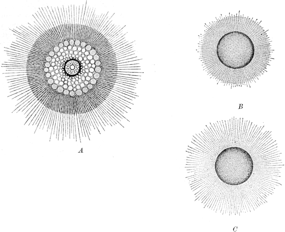 Mechanische Reizung einer   Radiolarienzelle