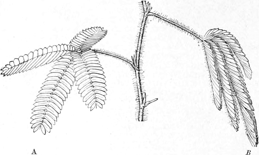 Mechanische Reizung einer Mimose