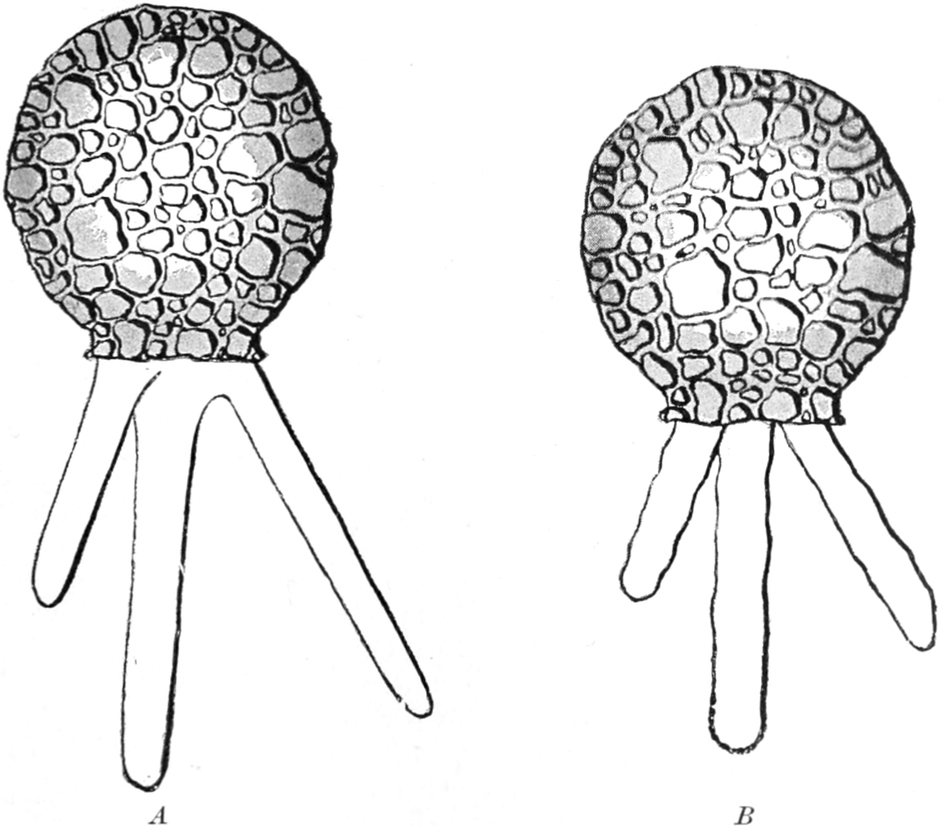Durch Erschütterung gereizte   Difflugia
