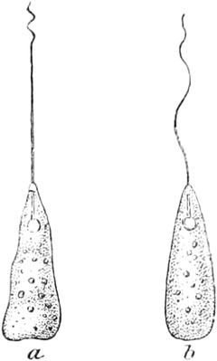 Reizung eines Geißeninfusoriums