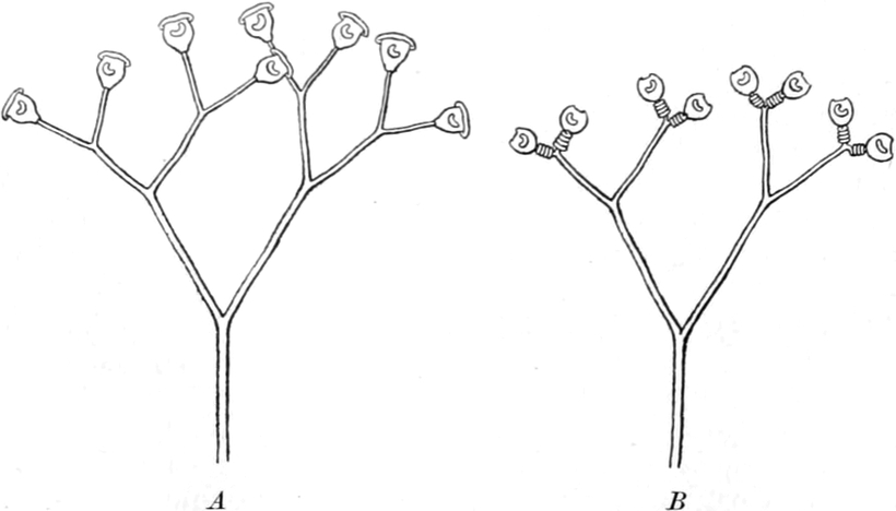 Verzweigte Glockentierchen-Kolonie,   durch Erschütterung gereizt