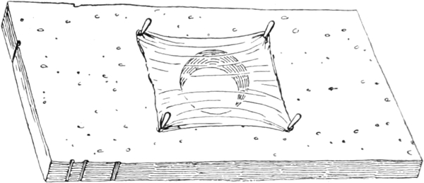 Froschschleimhaut auf Korkplatte