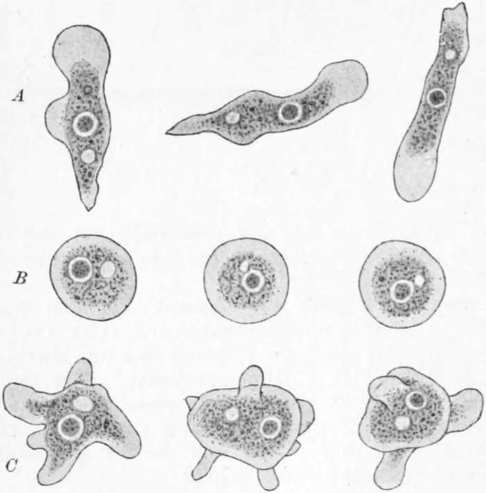 Amöbe bei unterschiedlichen   Temperaturen
